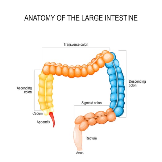 How to Understand a Colon Pathology Report