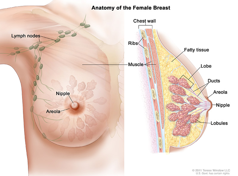 Breast Cancer Types | Willamette Valley Cancer Institute